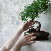 Бонсай Вяз 18 лет Бонсай Вяз 18 лет