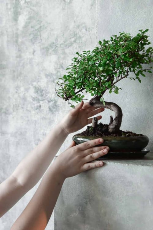 Бонсай Вяз 18 лет Бонсай Вяз 18 лет