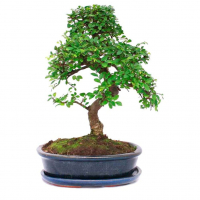 Бонсай Вяз 18 лет Бонсай Вяз 18 лет