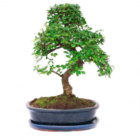 Бонсай Вяз 18 лет