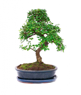 Бонсай Вяз 18 лет