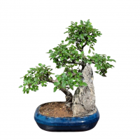 Бонсай Вяз со скалой 20 лет Бонсай Вяз со скалой 20 лет