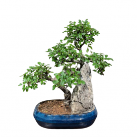 Бонсай Вяз со скалой 20 лет