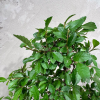 Бонсай Вяз со скалой 20 лет Бонсай Вяз со скалой 20 лет