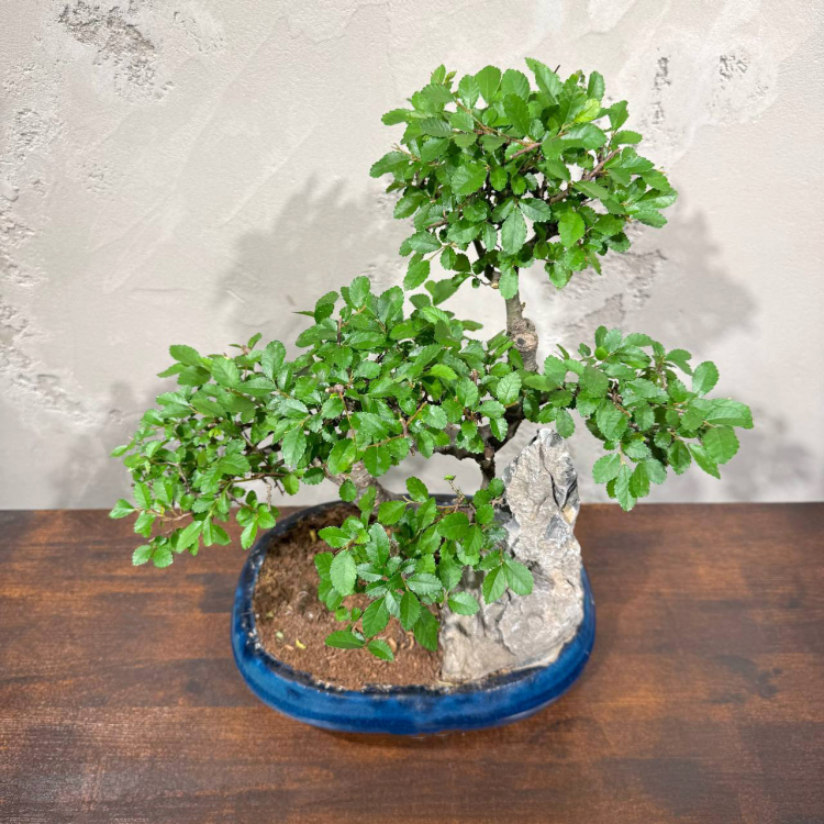 Бонсай Вяз со скалой 20 лет Бонсай Вяз со скалой 20 лет