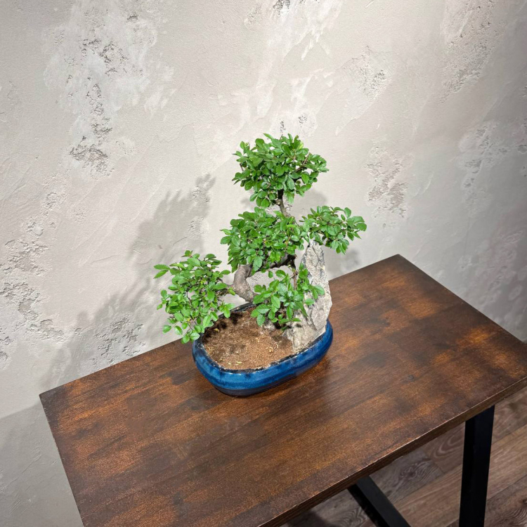 Бонсай Вяз со скалой 20 лет Бонсай Вяз со скалой 20 лет