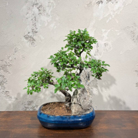 Бонсай Вяз со скалой 20 лет Бонсай Вяз со скалой 20 лет