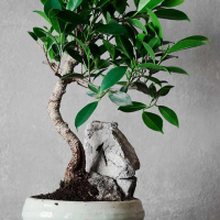 Бонсай Баньян - «Малая скала»