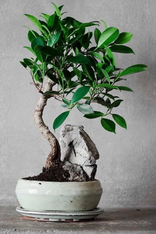 Бонсай Баньян - «Малая скала»