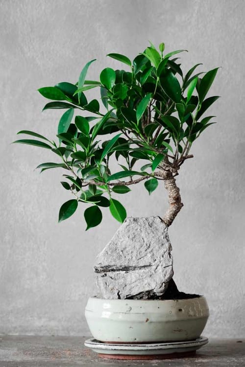 Бонсай Баньян - «Малая скала»