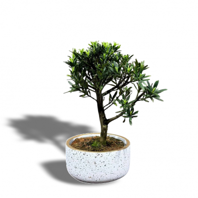 Бонсай Подокарпус в кашпо 