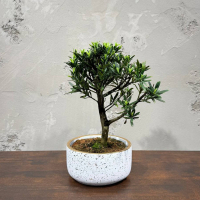 Бонсай Подокарпус в кашпо Бонсай Подокарпус в кашпо