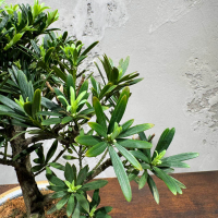 Бонсай Подокарпус в кашпо Бонсай Подокарпус в кашпо