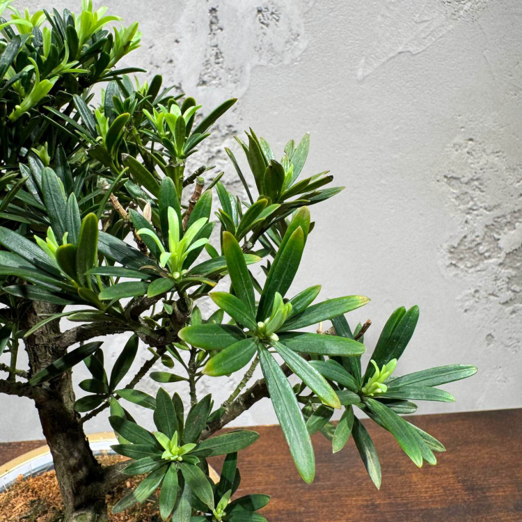 Бонсай Подокарпус в кашпо Бонсай Подокарпус в кашпо