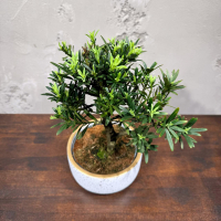 Бонсай Подокарпус в кашпо Бонсай Подокарпус в кашпо