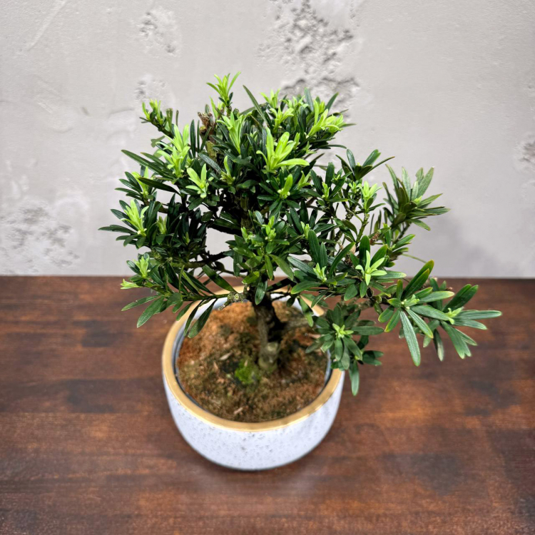 Бонсай Подокарпус в кашпо Бонсай Подокарпус в кашпо