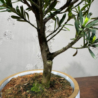 Бонсай Подокарпус в кашпо Бонсай Подокарпус в кашпо