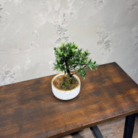 Бонсай Подокарпус в кашпо Бонсай Подокарпус в кашпо