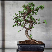 Бонсай Денежное Дерево 16 лет Бонсай Денежное Дерево 16 лет