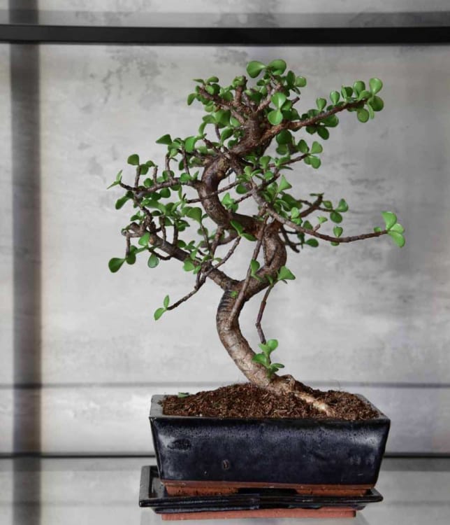 Бонсай Денежное Дерево 16 лет Бонсай Денежное Дерево 16 лет