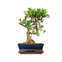 Бонсай Денежное Дерево 16 лет Бонсай Денежное Дерево 16 лет