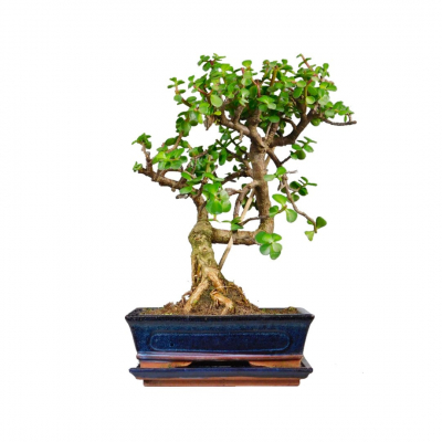 Бонсай Денежное Дерево 16 лет