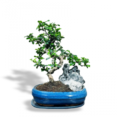 Бонсай Кармона со скалой 25 лет