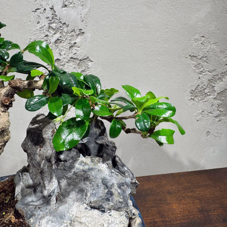 Бонсай Кармона со скалой 25 лет