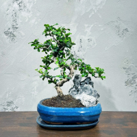 Бонсай Кармона со скалой 25 лет