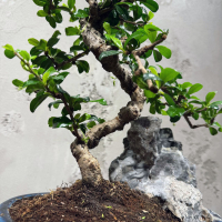 Бонсай Кармона со скалой 25 лет