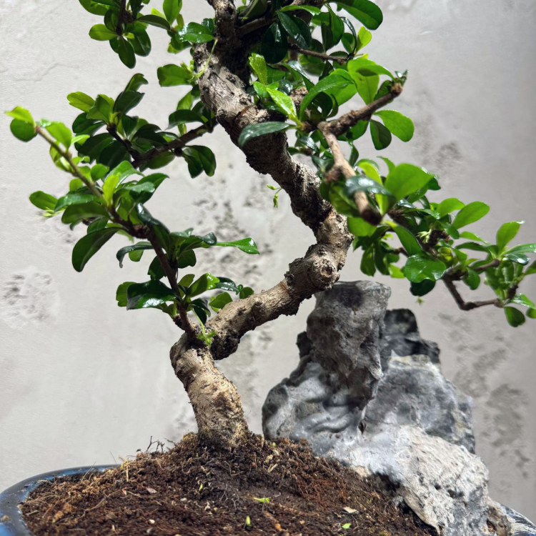 Бонсай Кармона со скалой 25 лет