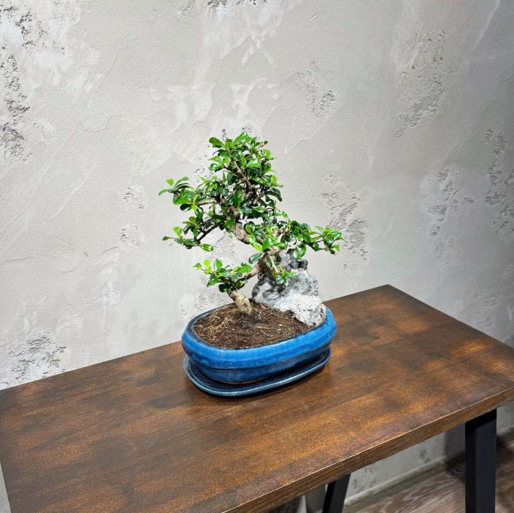 Бонсай Кармона со скалой 25 лет