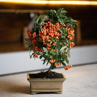 Бонсай Пираканта 10 лет Бонсай Пираканта 10 лет