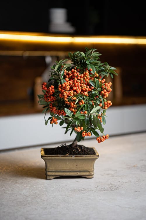 Бонсай Пираканта 10 лет Бонсай Пираканта 10 лет