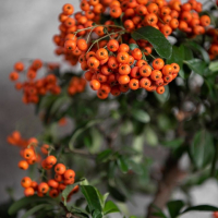 Бонсай Пираканта 10 лет Бонсай Пираканта 10 лет