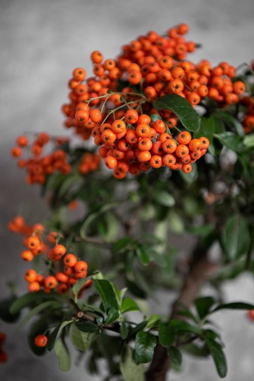 Бонсай Пираканта 10 лет Бонсай Пираканта 10 лет