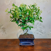 Бонсай Пираканта 10 лет Бонсай Пираканта 10 лет