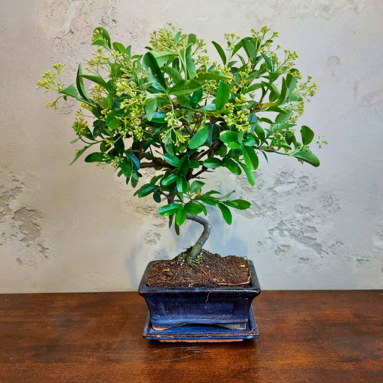 Бонсай Пираканта 10 лет Бонсай Пираканта 10 лет