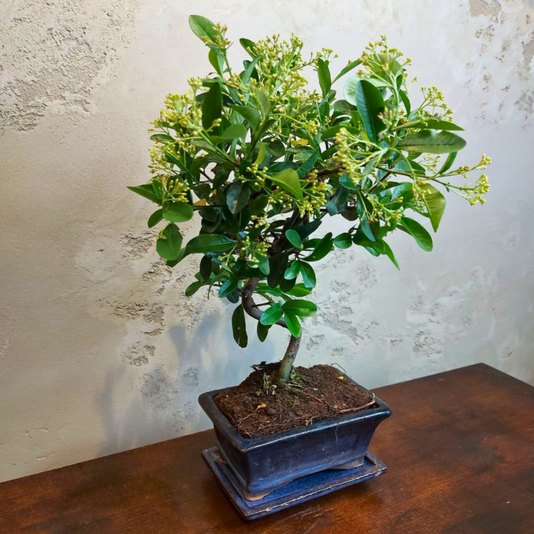 Бонсай Пираканта 10 лет Бонсай Пираканта 10 лет