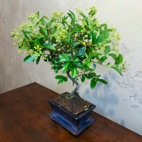 Бонсай Пираканта 10 лет Бонсай Пираканта 10 лет