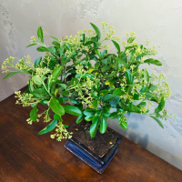 Бонсай Пираканта 10 лет Бонсай Пираканта 10 лет