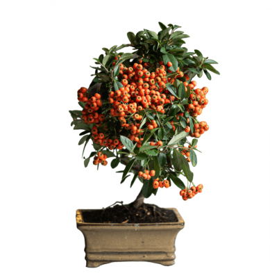 Бонсай Пираканта 10 лет