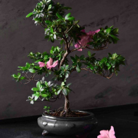 Бонсай Азалия 18 лет