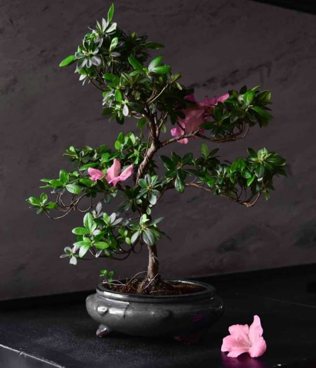 Бонсай Азалия 18 лет