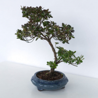 Бонсай Азалия 18 лет