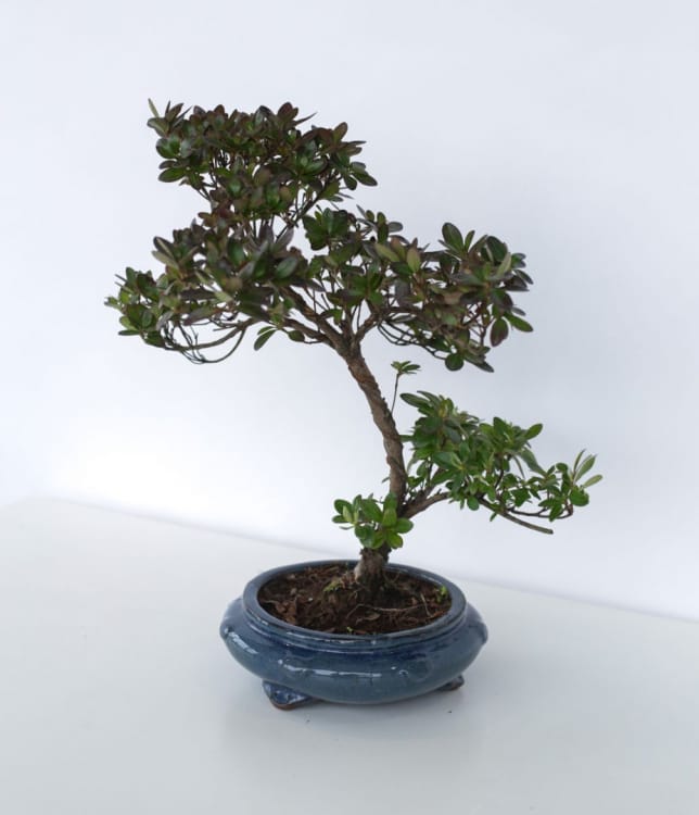 Бонсай Азалия 18 лет