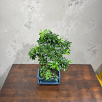 Бонсай Азалия 18 лет