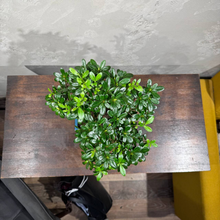 Бонсай Азалия 18 лет