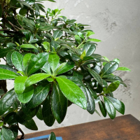 Бонсай Азалия 18 лет