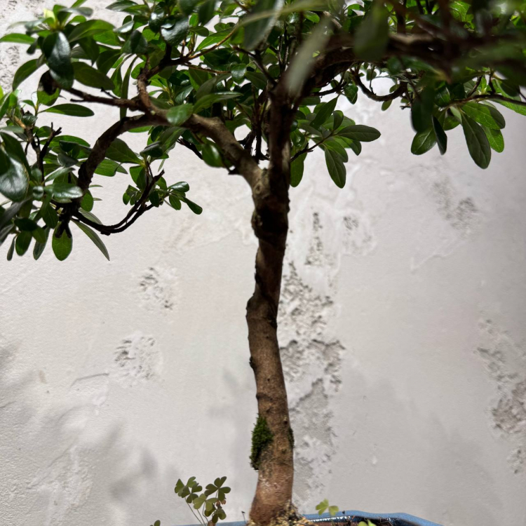 Бонсай Азалия 18 лет